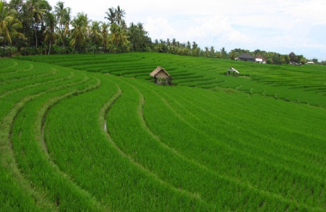PENGARUH CURAH HUJAN TERHADAP PRODUKSI TANAMAN PADI