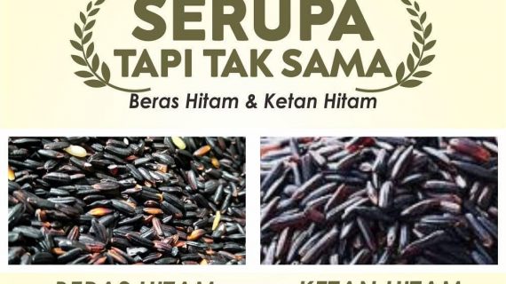 BERAS HITAM VS KETAN HITAM, SIMAK PERBEDAANNYA