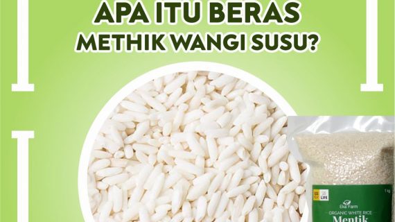 APA ITU BERAS MENTIK WANGI SUSU?