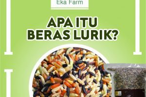 APA ITU BERAS LURIK?
