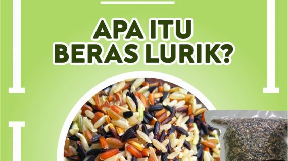 APA ITU BERAS LURIK?