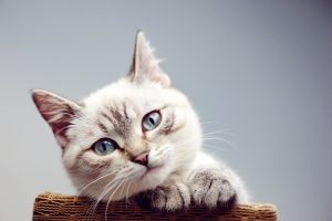5 MANFAAT VCO UNTUK KUCING DAN CARA PENGGUNAANNYA