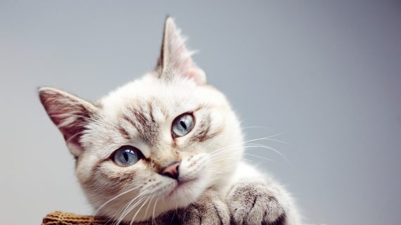 5 MANFAAT VCO UNTUK KUCING DAN CARA PENGGUNAANNYA