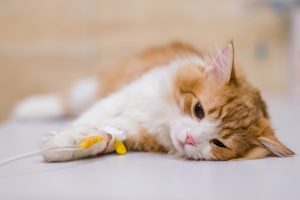 Mengobati Kucing Mencret