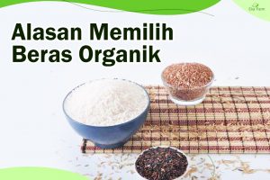 Alasan Memilih Beras Organik 