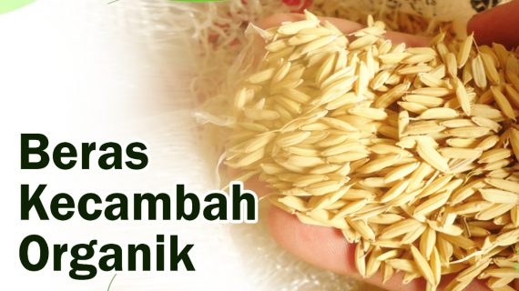 Beras Kecambah Organik 