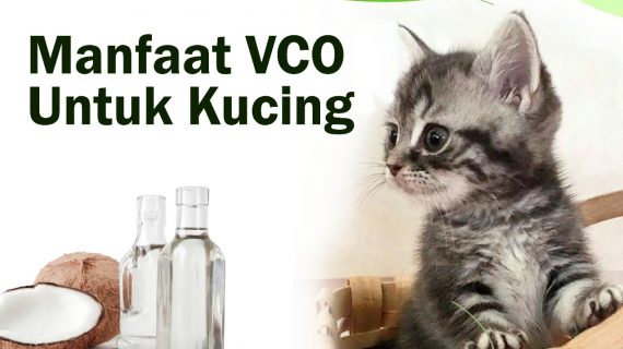 VCO untuk Kucing 