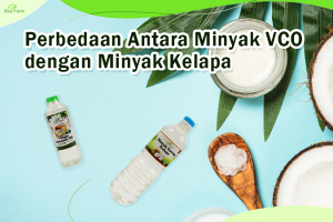 Perbedaan Antara Minyak VCO dan Minyak Kelapa
