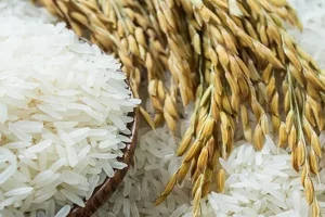 Manfaat dan Fakta Menarik tentang Kalori Beras Organik