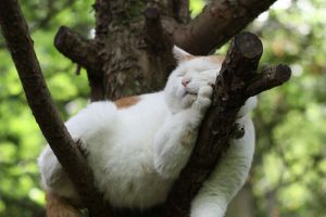 Mimpi Indah Tak Terganggu: Mengenal Faktor yang Mempengaruhi Tidur