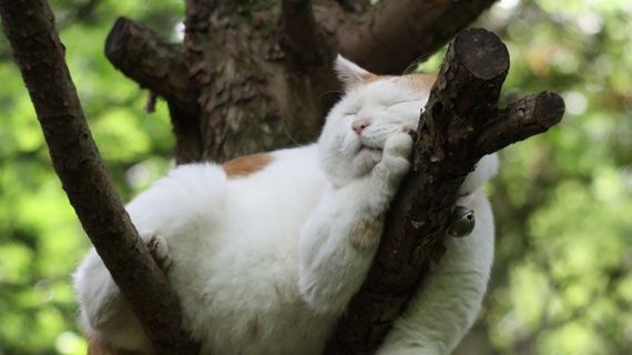Mimpi Indah Tak Terganggu: Mengenal Faktor yang Mempengaruhi Tidur