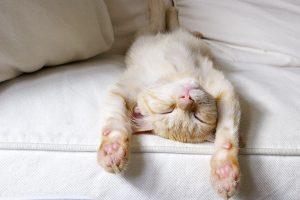 Apa Tidur Siang Bisa Menambah Berat Badan? Yuk Simak Penjelasannya