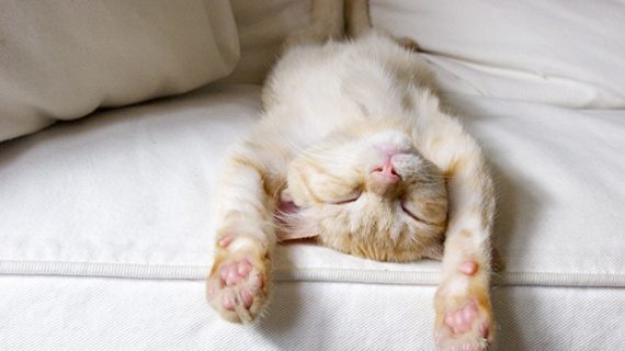 Apa Tidur Siang Bisa Menambah Berat Badan? Yuk Simak Penjelasannya
