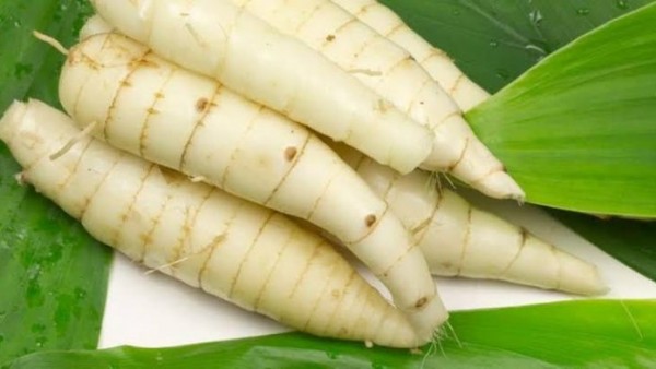 cara memasak tepung garut untuk asam lambung