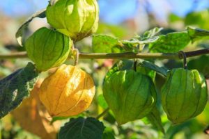 Manfaat Buah Ciplukan untuk Diabetes