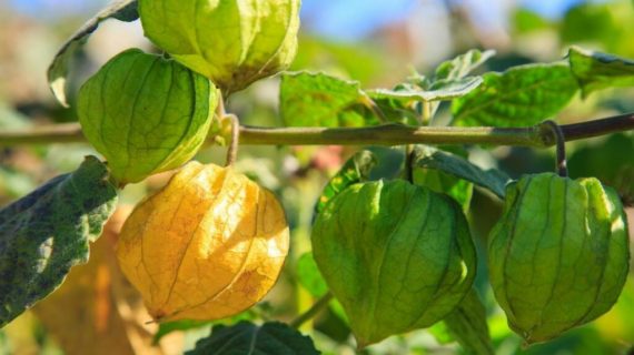 Manfaat Buah Ciplukan untuk Diabetes