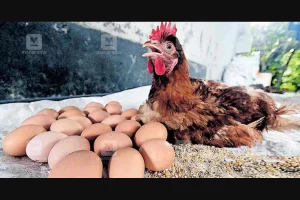 Inilah Mitos dan Fakta Sehat Kandungan Kolesterol Telur Ayam yang Jarang Orang Tahu