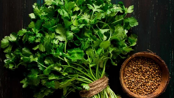 Daun Cilantro Lebih dari Sekadar Hiasan di Piring Anda