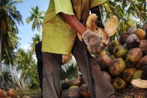 Produksi Minyak Goreng Jadi Gampang: Kenalan dengan Jasa Maklon
