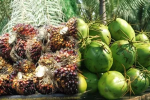 Ternyata Ini Perbedaan Besar Minyak Kelapa dan Sawit yang Jarang Diketahui!