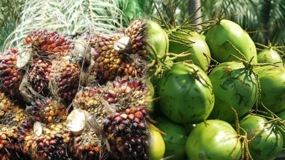 Ternyata Ini Perbedaan Besar Minyak Kelapa dan Sawit yang Jarang Diketahui!