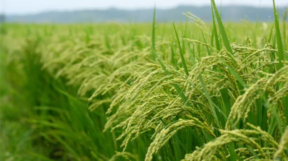 Solusi Anak Susah Makan: Nasi Pulen dari Beras Mentik Wangi Organik Ekafarm
